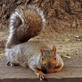 Squirrel With a Dirty Face