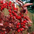 Red-on-Red3356.jpg