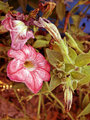 October-Petunias-3224.jpg