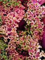Ornamental Pink and Green