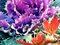 Maple-brassica-Det2.jpg