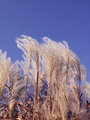 Grasses