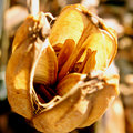 lilly seads study 2