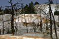 Travertine and burnt trees