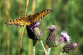 Butterfly and Thistle