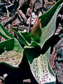 Tulip Bud