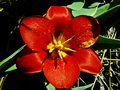 Red Tulip