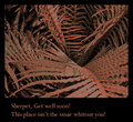 Sherpet ferns Get well card