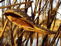 Milkweed