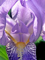 Into the Iris.jpg