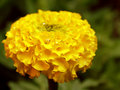IMG_0029-Marigold.jpg
