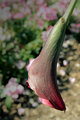 Calla Lilly