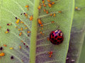 Ladybug and Aphids