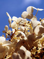 Snowball Hydrangea