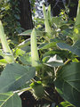 Datura