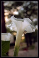 Open Moon Flower