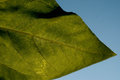 Sunflower Leaf