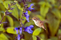 IMG_1550-hum.jpg