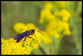 IMG_1596-wasp.jpg