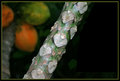 Mango Stem