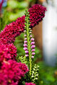 Amaranth hug