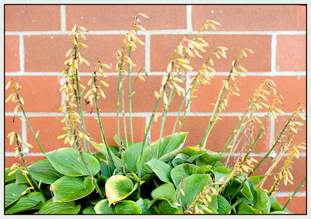 Old Hosta