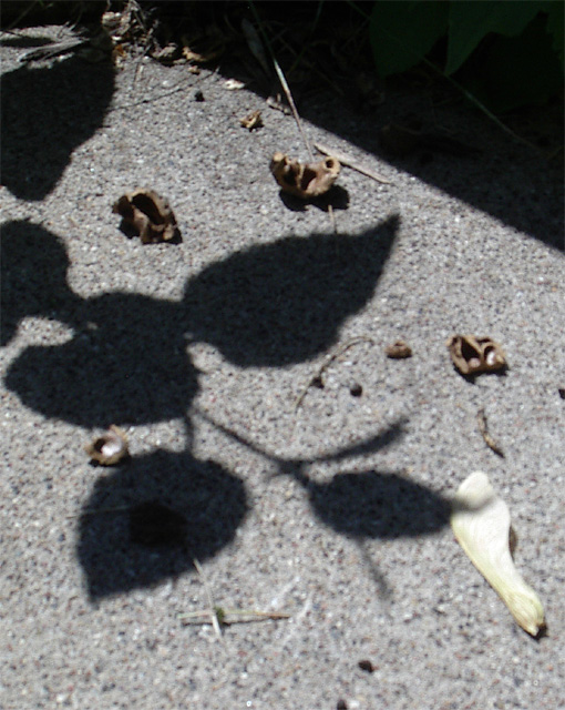 Nuts and Seed