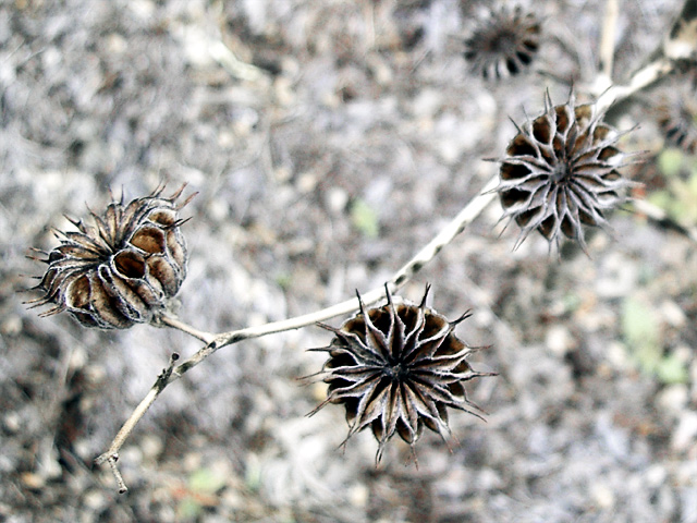 pinwheel pods