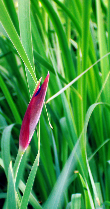 Japanese Iris.jpg