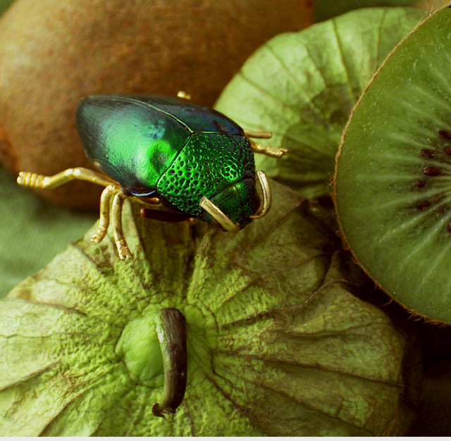 Kiwi-tom-bugIMGP1067.jpg
