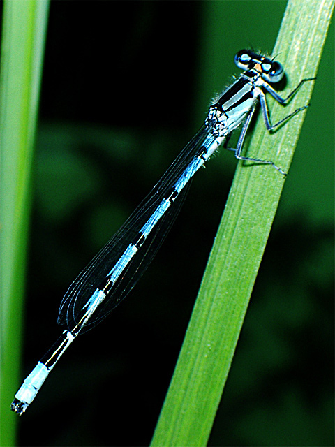 bottle-fly1322.jpg