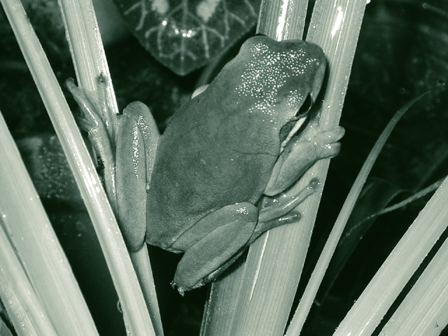 Tritone-Frog.jpg