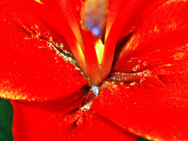 red lilly.jpg