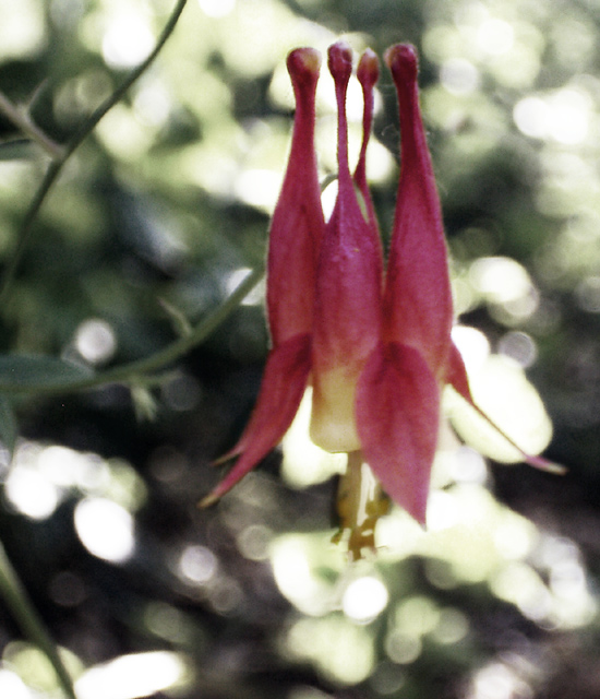 columbine