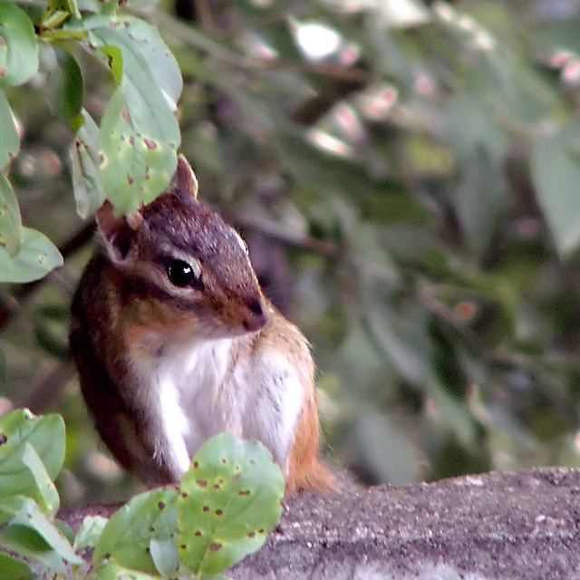 chipmunk