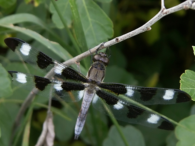 PICT1050-Sleeping-Dragonfly.jpg