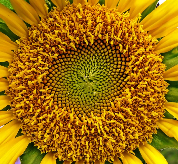 0661sunF.jpg