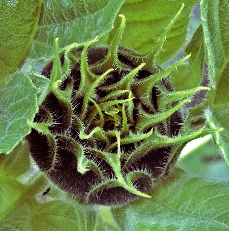 0675 SunFlower opening
