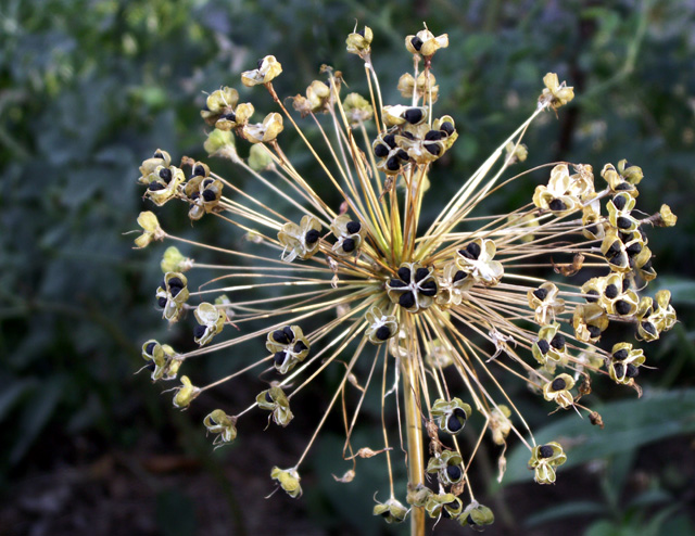 Allium Gone to Seed.jpg