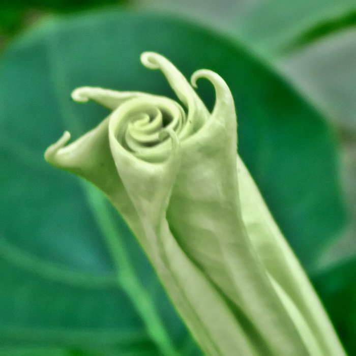 moonflower