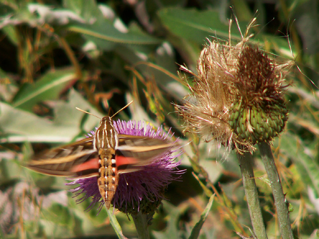 Hummingbird Moth