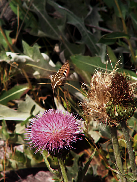 Hummingbird Moth 2