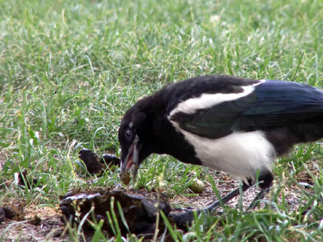 Magpie