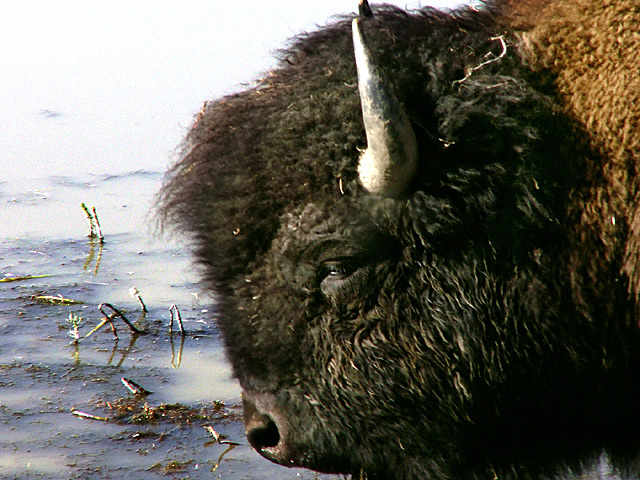 Bison-Head-2690.jpg