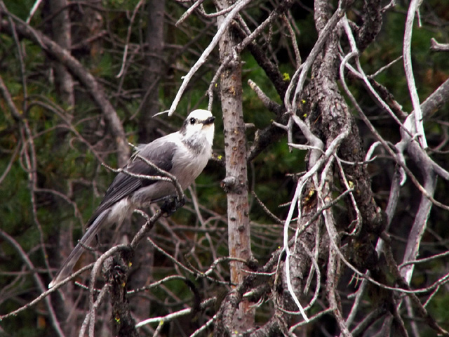 Gray Jay