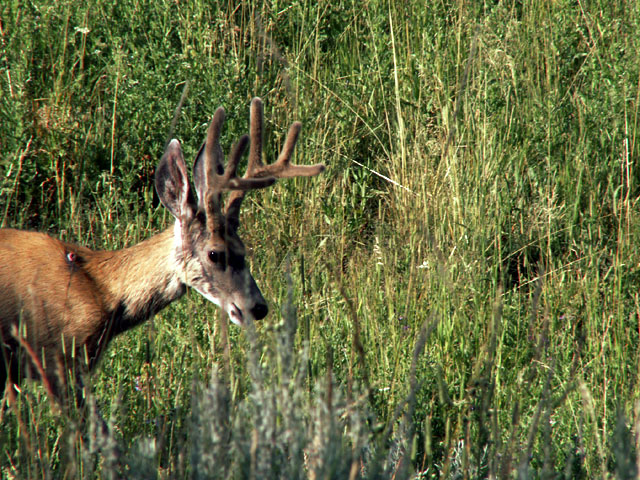Mule-Deer-2592.jpg