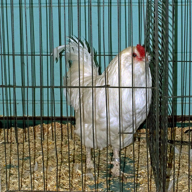 Rooster-2846.jpg