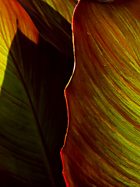 Canna-Detail