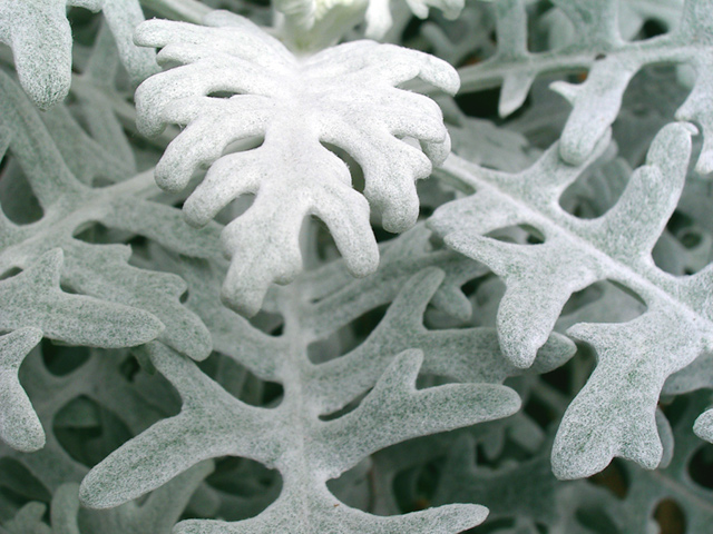 dusty-miller-3-1821.jpg