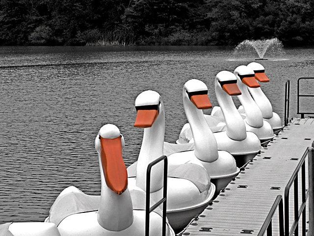 Swans